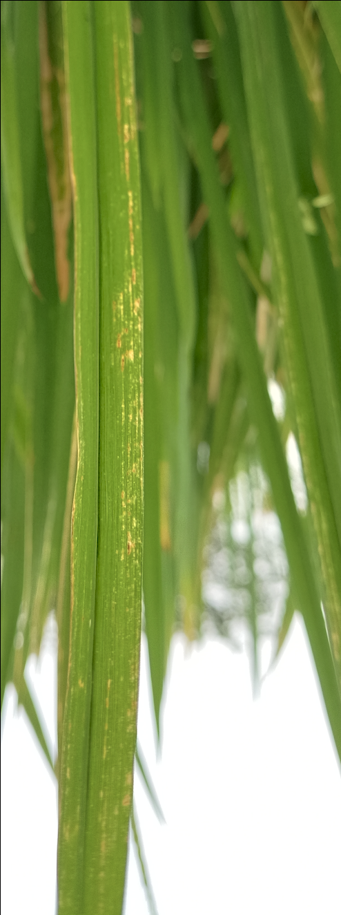 Rice Leaf Image 1