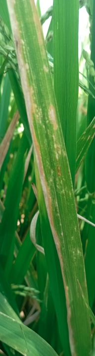 Rice Leaf Image 2