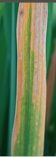 Rice Leaf Image 4