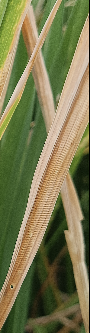 Rice Leaf Image 4