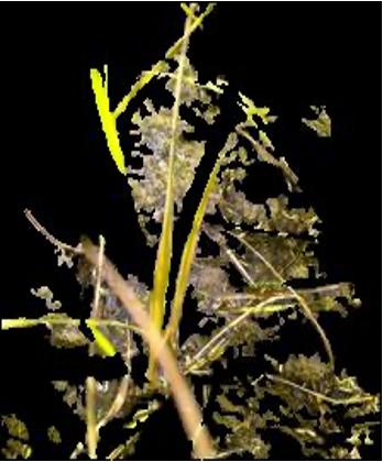 Rice Leaf Image 4