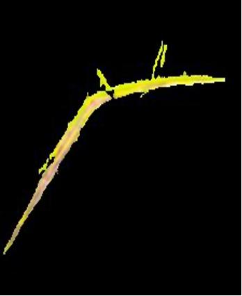 Rice Leaf Image 3