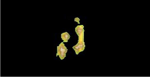 Rice Leaf Image 2