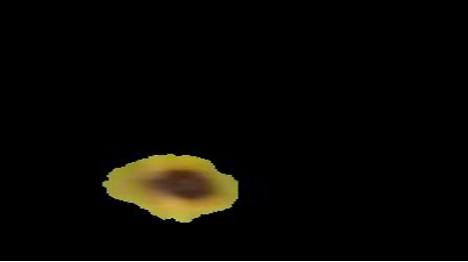 Rice Leaf Image 1