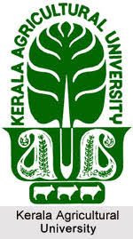 KAU